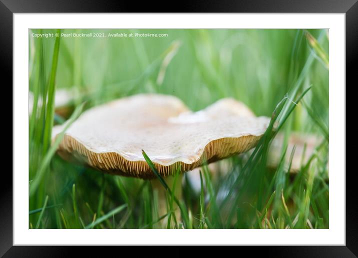 Meadow Waxcap Fungus in Grass Framed Mounted Print by Pearl Bucknall