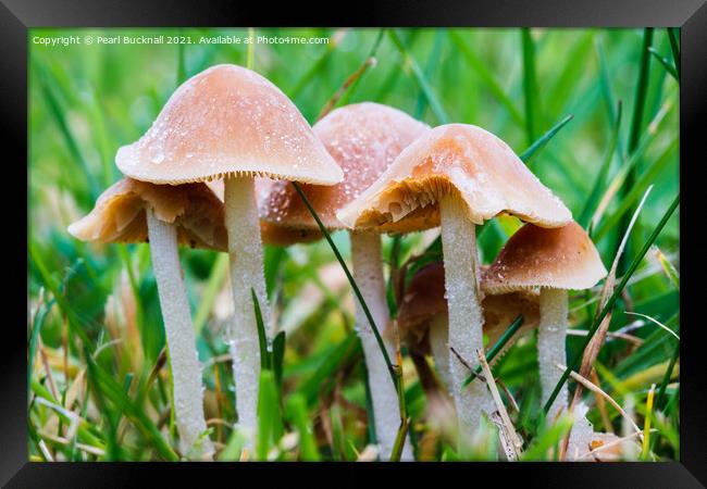 Fungi in Grass Framed Print by Pearl Bucknall