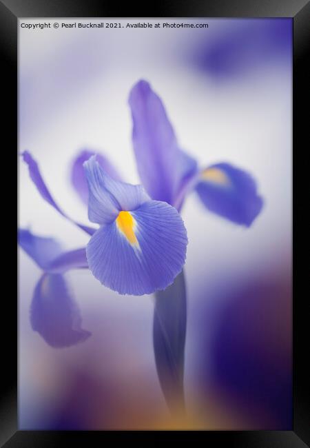 Blue Purple Iris Flower Framed Print by Pearl Bucknall