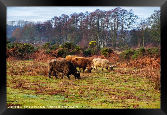 Cattle Grazing in Hothfield Heathlands Ashford Ken Framed Print by Pearl Bucknall