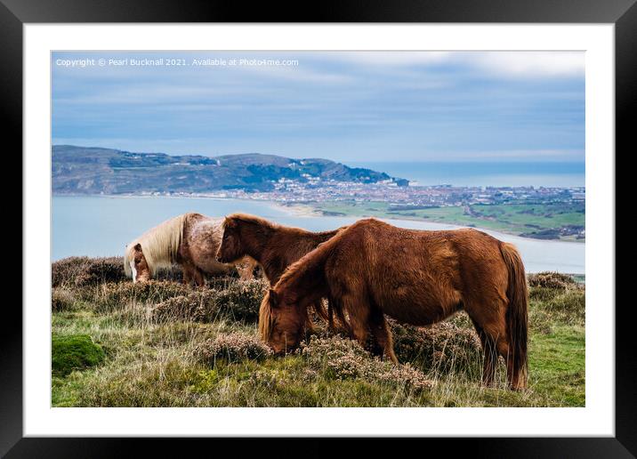 Welsh Mountain Ponies on North Wales Coast Framed Mounted Print by Pearl Bucknall