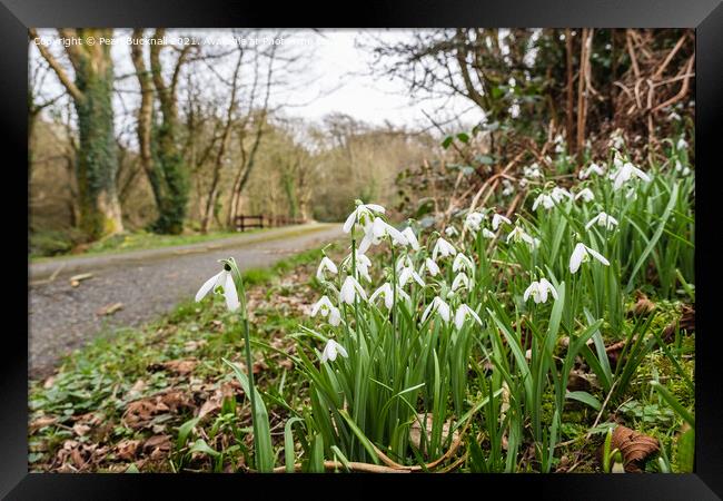 Country Lane with Wild Snowdrops Framed Print by Pearl Bucknall