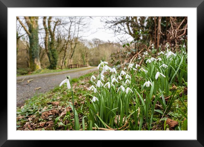 Country Lane with Wild Snowdrops Framed Mounted Print by Pearl Bucknall