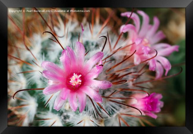 Pretty Flowering Cactus Framed Print by Pearl Bucknall