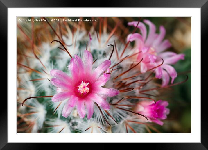 Pretty Flowering Cactus Framed Mounted Print by Pearl Bucknall