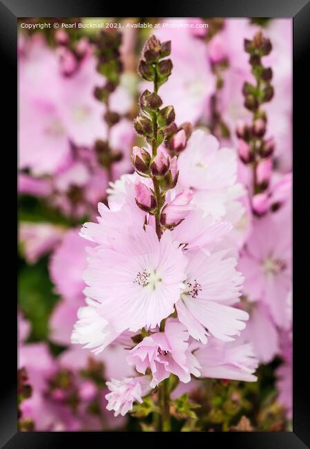 Pink Prairie Mallow Flowers Framed Print by Pearl Bucknall