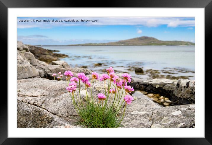 Sea Pink Thrift Flowers South Uist Outer Hebrides Framed Mounted Print by Pearl Bucknall
