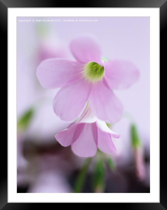 Soft Pink Purple Shamrock Flowers Framed Mounted Print by Pearl Bucknall