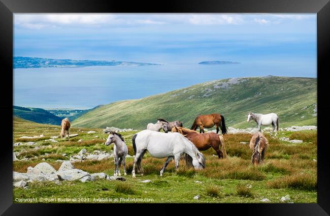 Welsh Mountain Ponies in Carneddau Snowdonia Framed Print by Pearl Bucknall