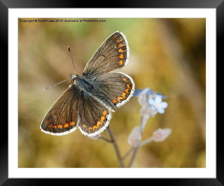 Brown Argus Framed Mounted Print by David Laws