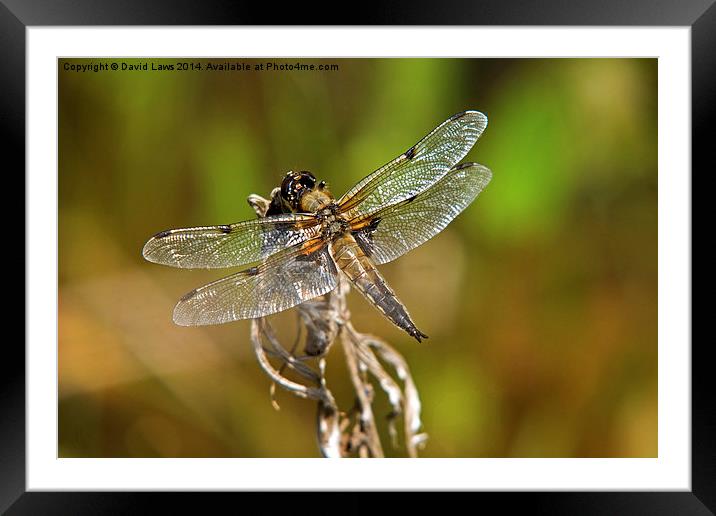 Basking Framed Mounted Print by David Laws