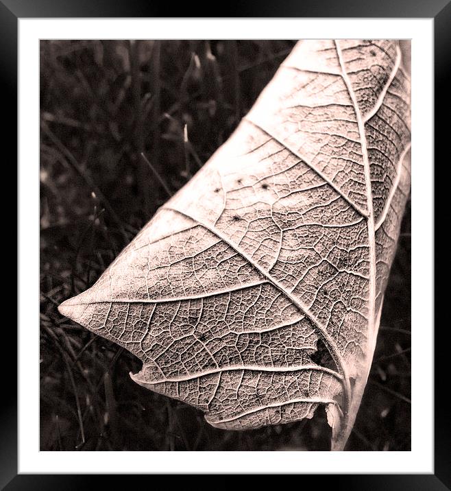 Sepia Leaf, close up Framed Mounted Print by Bernd Tschakert