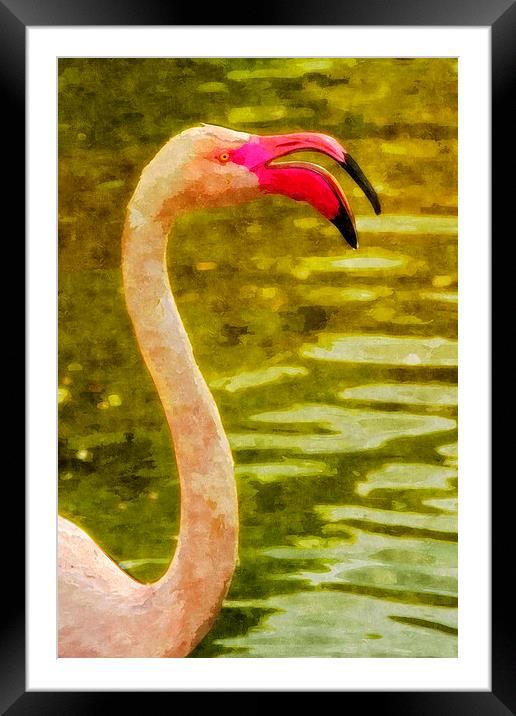 Flamingo, close-up Framed Mounted Print by Bernd Tschakert