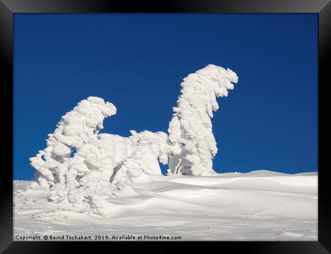 Human shaped trees covered with snow, Austria Framed Print by Bernd Tschakert