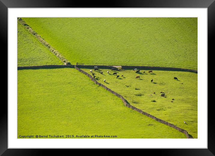 Drystone walls, cows and pastures, Lake Dictrict Framed Mounted Print by Bernd Tschakert