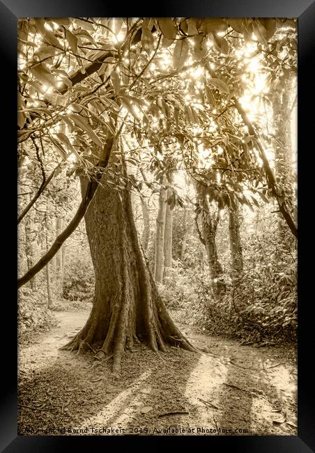  Tree in woodland, Abbots Pool close Bristol, UK Framed Print by Bernd Tschakert