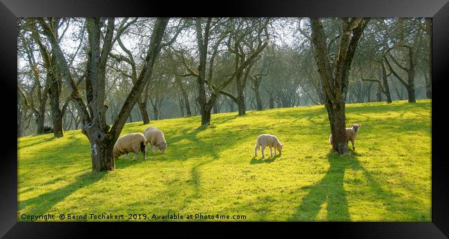 Sheep under trees on a pasture, Somerset, England Framed Print by Bernd Tschakert