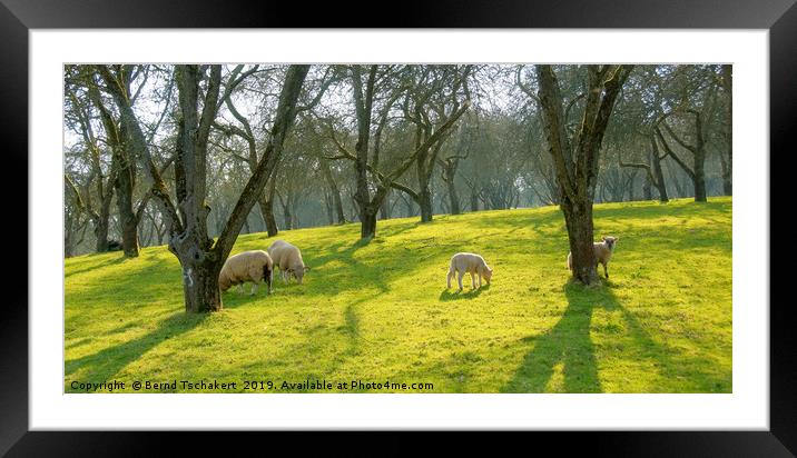 Sheep under trees on a pasture, Somerset, England Framed Mounted Print by Bernd Tschakert