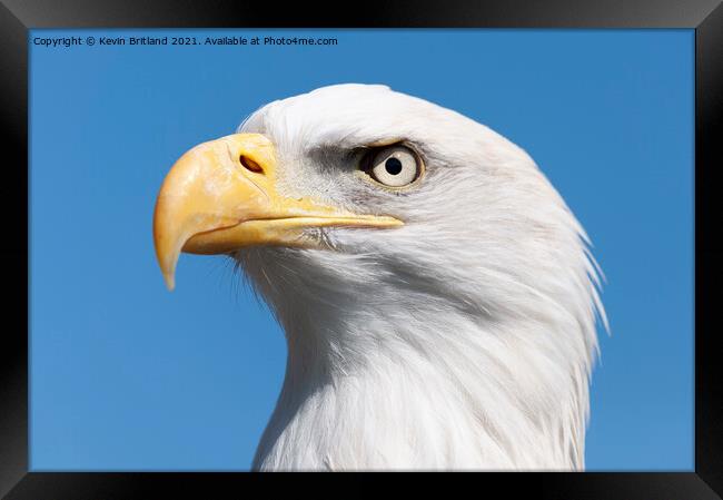 american bald eagle Framed Print by Kevin Britland