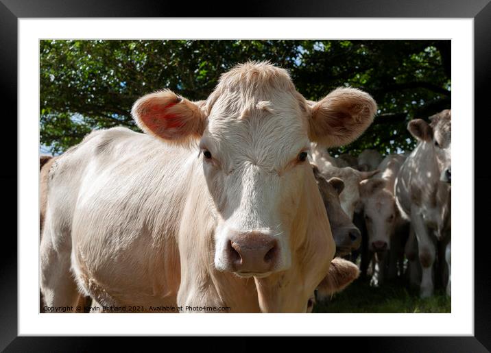 Charolais cow Framed Mounted Print by Kevin Britland