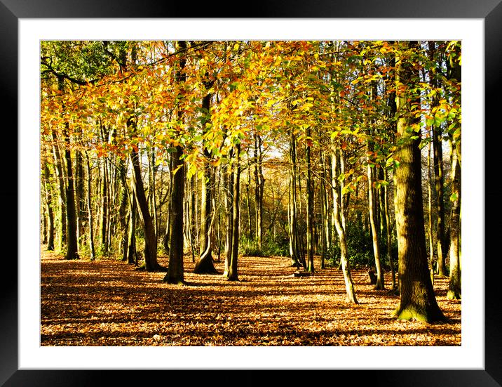 Autumn in the woodland Framed Mounted Print by Kevin Britland