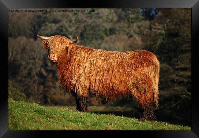male highland cow Framed Print by Kevin Britland