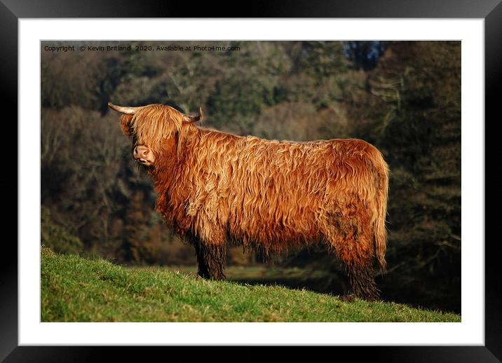 male highland cow Framed Mounted Print by Kevin Britland