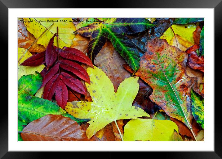 autumn leaves Framed Mounted Print by Kevin Britland