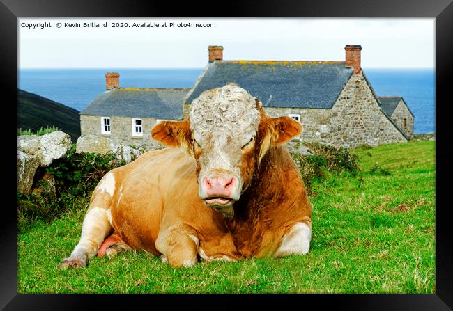 bull lying down Framed Print by Kevin Britland