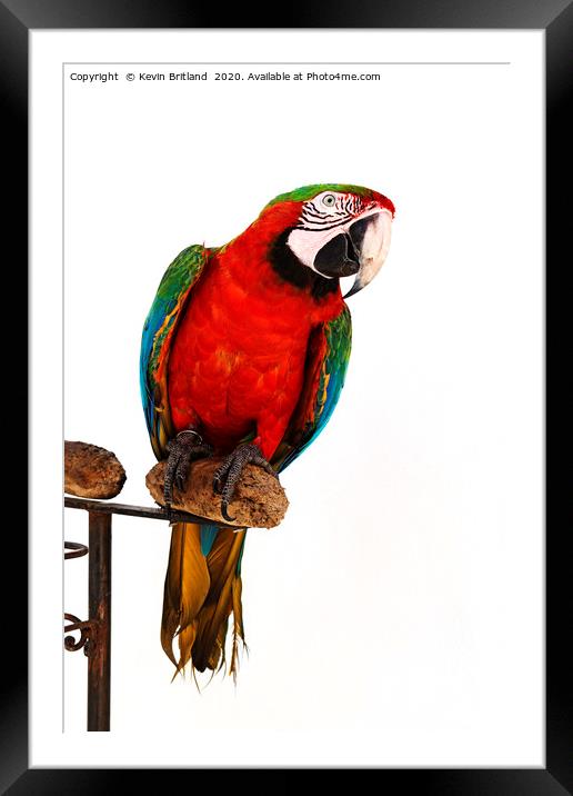 green winged macaw Framed Mounted Print by Kevin Britland