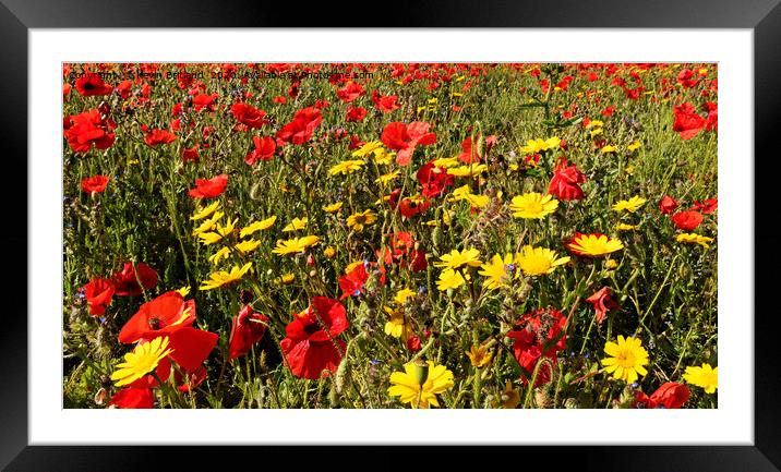 wildflower meadow Framed Mounted Print by Kevin Britland