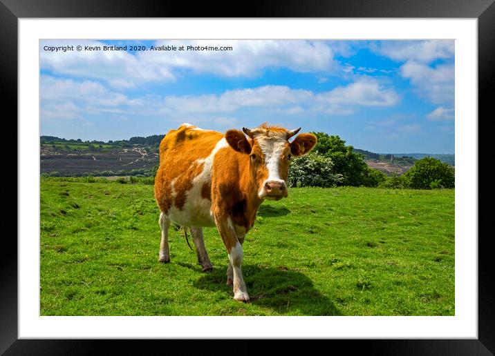 guernsey cow Framed Mounted Print by Kevin Britland
