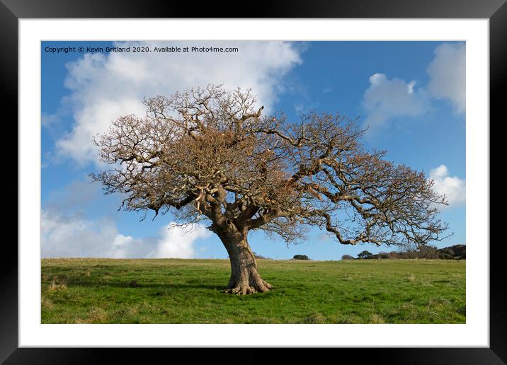 The old oak tree Framed Mounted Print by Kevin Britland