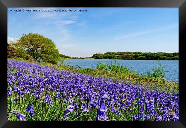 bluebells in cornwall Framed Print by Kevin Britland