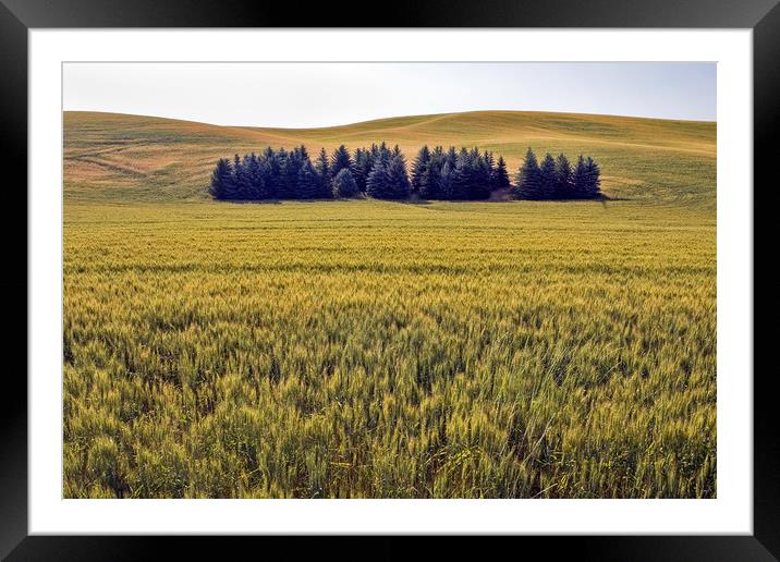 Palouse fields and trees Framed Mounted Print by Luc Novovitch