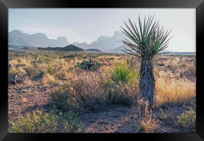 Dagger Cactus in Texas Big Bend Framed Print by Luc Novovitch
