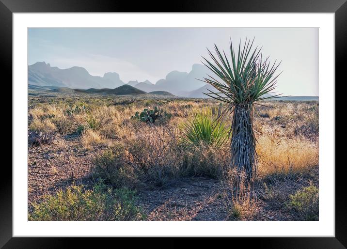 Dagger Cactus in Texas Big Bend Framed Mounted Print by Luc Novovitch