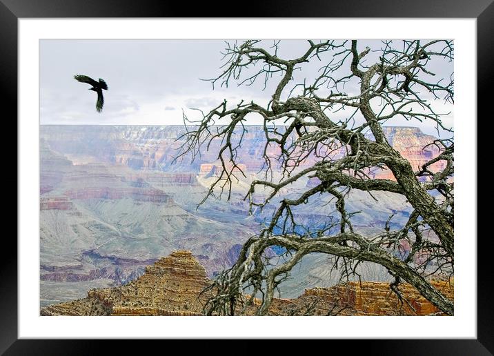 Raven in Grand Canyon Framed Mounted Print by Luc Novovitch