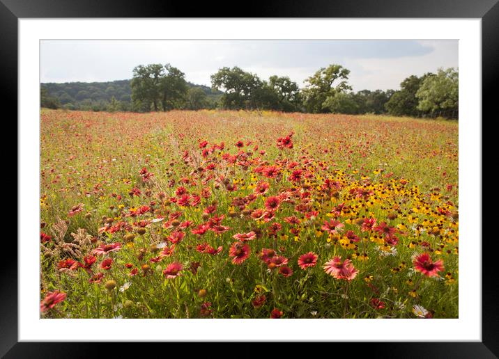 Texas Spring Wildflowers Framed Mounted Print by Luc Novovitch