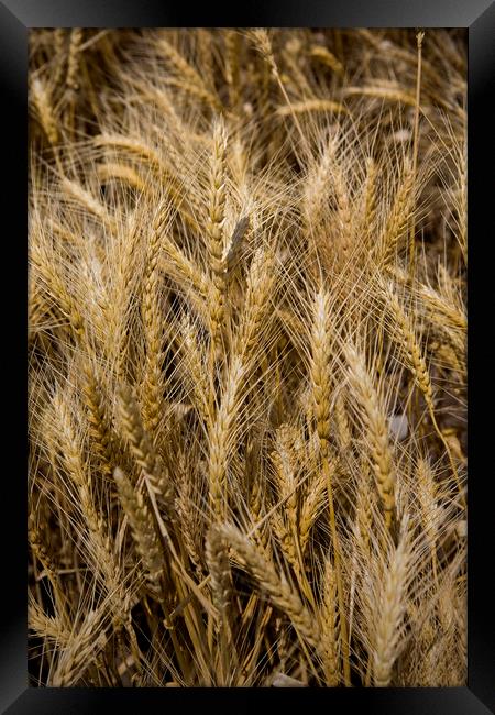 Arkansas Wheat Field Framed Print by Luc Novovitch