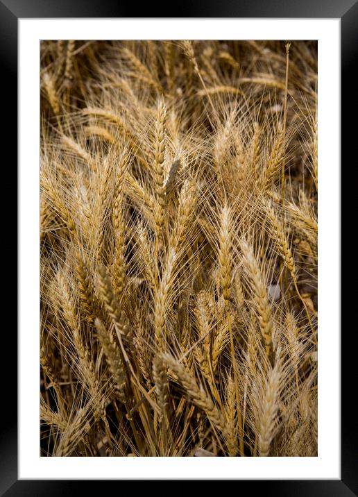 Arkansas Wheat Field Framed Mounted Print by Luc Novovitch