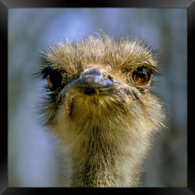 Portrait of an Ostrich Framed Print by Luc Novovitch