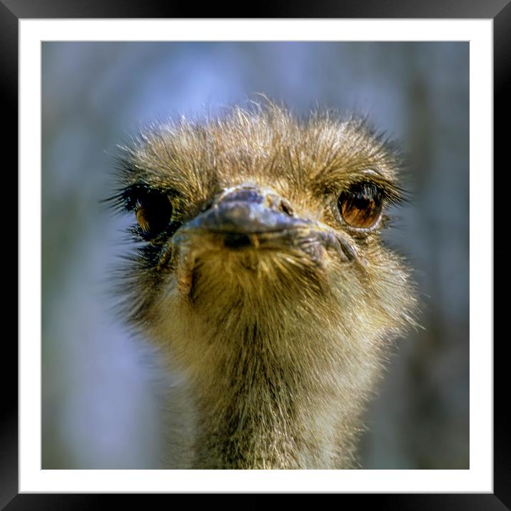 Portrait of an Ostrich Framed Mounted Print by Luc Novovitch