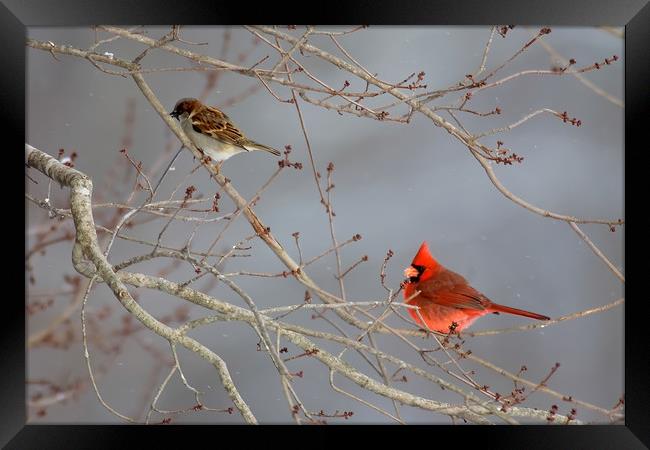 House Sparrow and Cardinal Framed Print by Luc Novovitch