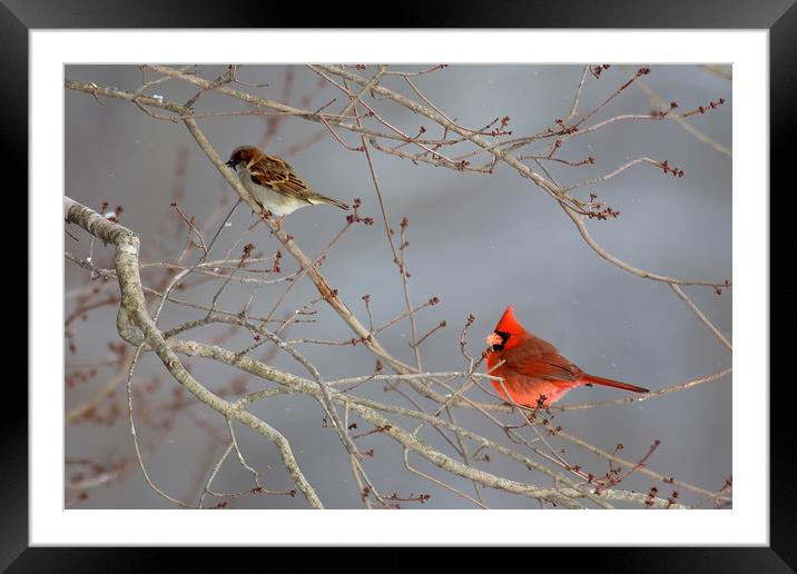 House Sparrow and Cardinal Framed Mounted Print by Luc Novovitch