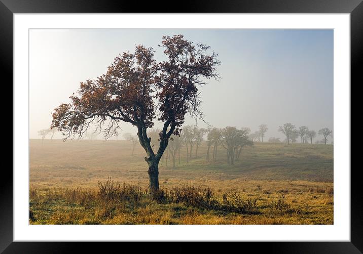 North California Foggy Sunrise Framed Mounted Print by Luc Novovitch