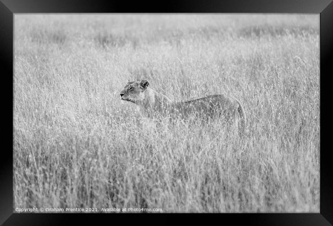 Alert Lioness Hunting Framed Print by Graham Prentice