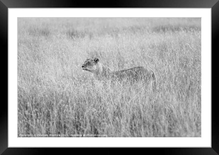 Alert Lioness Hunting Framed Mounted Print by Graham Prentice