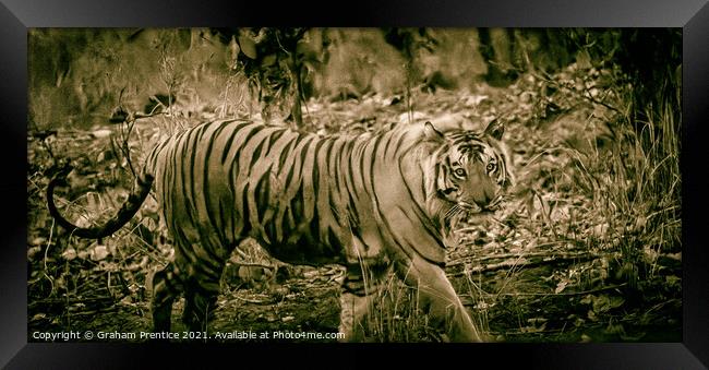 Bengal Tiger Framed Print by Graham Prentice