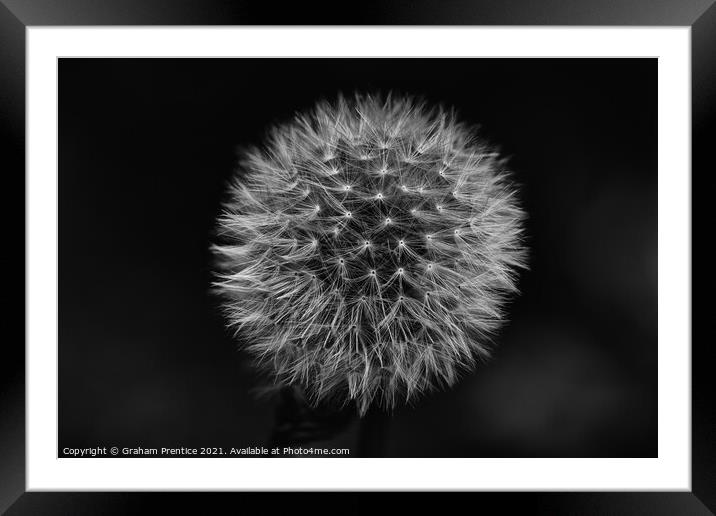 Dandelion Clock - Monochrome Framed Mounted Print by Graham Prentice